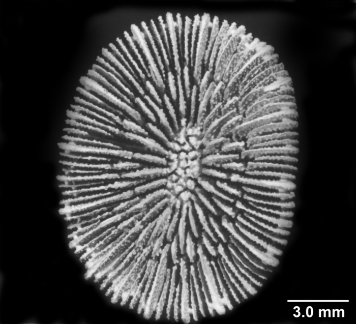 Paracyathus stearnsii, typical calice with five septal cycles Paracyathus stearnsii, typical calice with five septal cycles