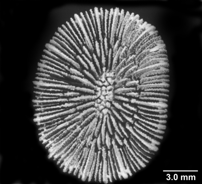 Paracyathus stearnsii, typical calice with five septal cycles