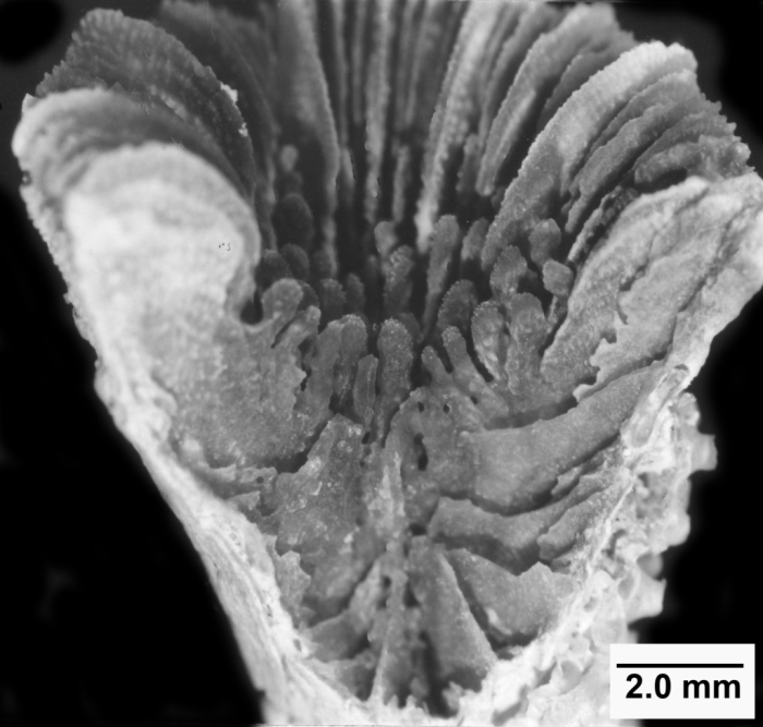 Paracyathus stearnsii Paracyathus stearnsii