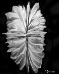 Desmophyllum dianthus, calicular view