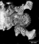 Cyathelia axillaris, calicular view