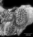 Cyathelia axillaris, calicular view