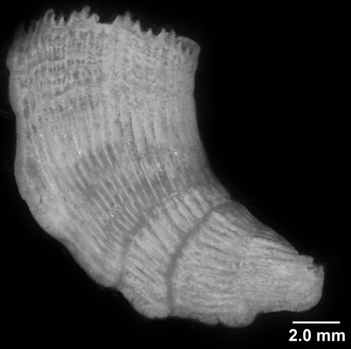 Premocyathus compressus, lateral view Premocyathus compressus, lateral view