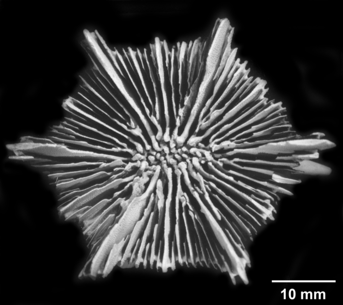 Stephanocyathus spiniger, calicular view Stephanocyathus spiniger, calicular view