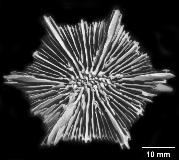 Stephanocyathus spiniger, calicular view