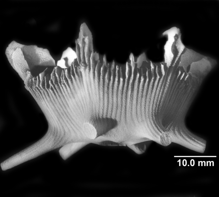 Stephanocyathus spiniger, lateral view Stephanocyathus spiniger, lateral view