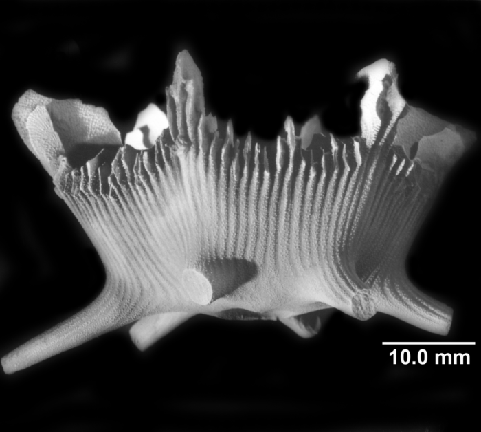 Stephanocyathus spiniger, lateral view