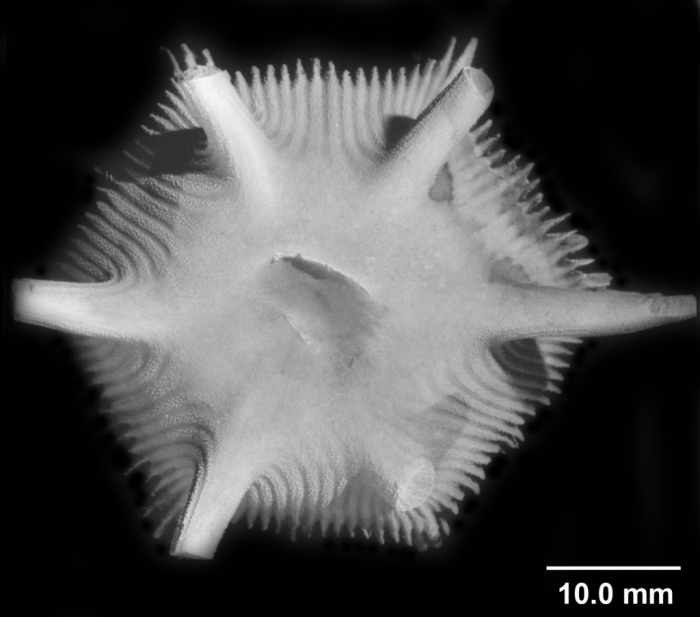 Stephanocyathus spiniger, basal view Stephanocyathus spiniger, basal view