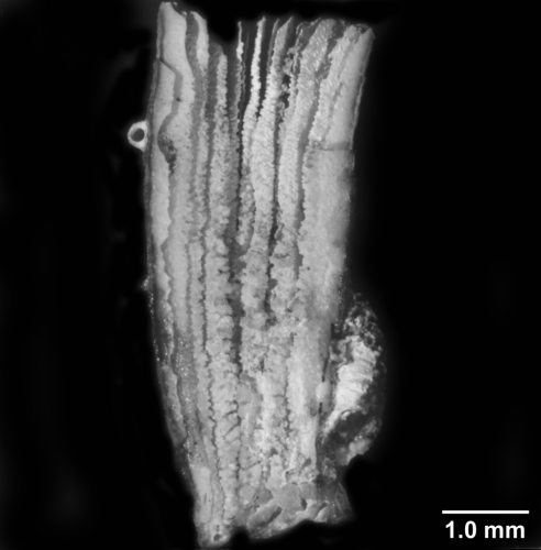 Aulocyathus matricidus, one side of a longitudinally fractured specimen