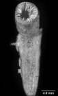 Aulocyathus matricidus, corallum