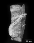 Aulocyathus matricidus, lateral view