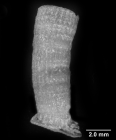 Aulocyathus juvenscens, corallum