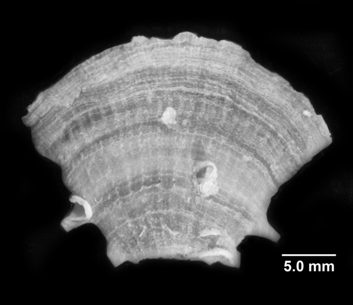 Truncatoflabellum spheniscus, lateral view Truncatoflabellum spheniscus, lateral view