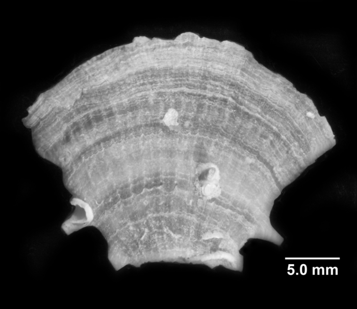 Truncatoflabellum spheniscus, lateral view