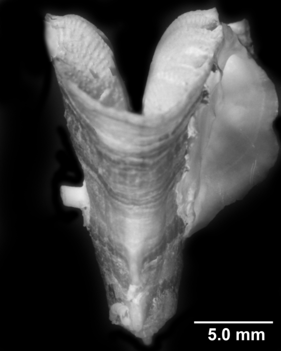 Truncatoflabellum spheniscus, edge view Truncatoflabellum spheniscus, edge view