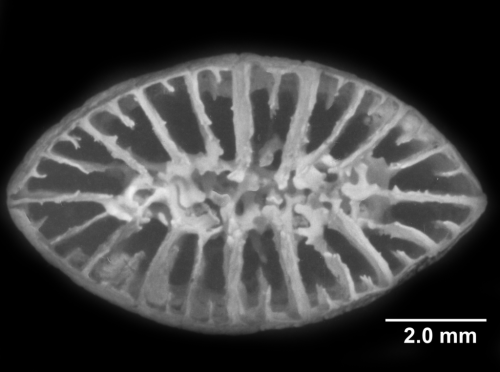 Placotrochides scaphula, calicular view