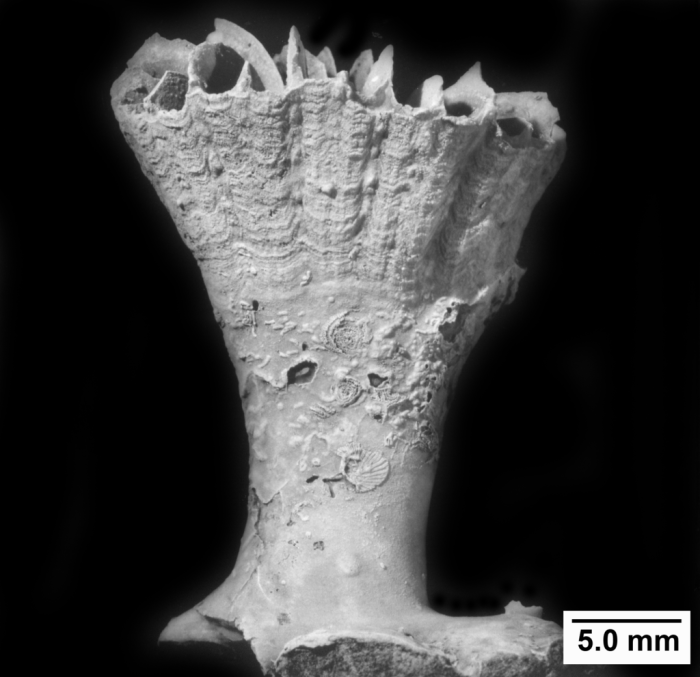 Javania insignis, lateral view Javania insignis, lateral view