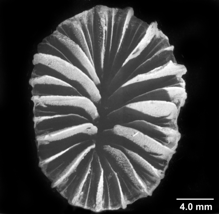 Javania insignis, calicular view Javania insignis, calicular view