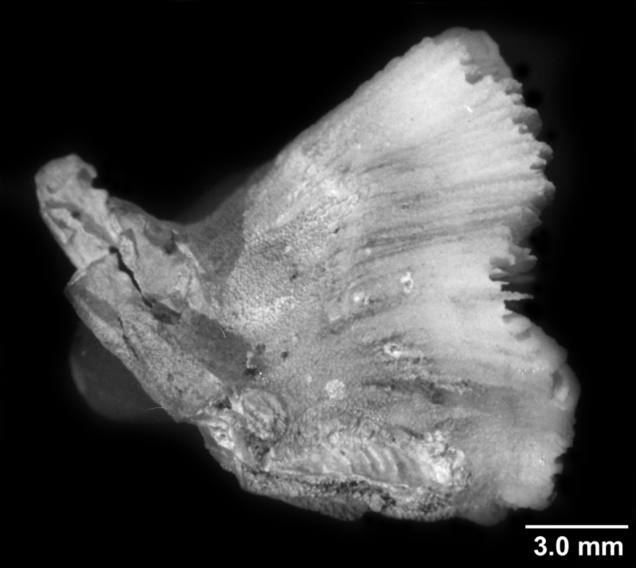 Goniocyathus pacificus, lateral view Goniocyathus pacificus, lateral view