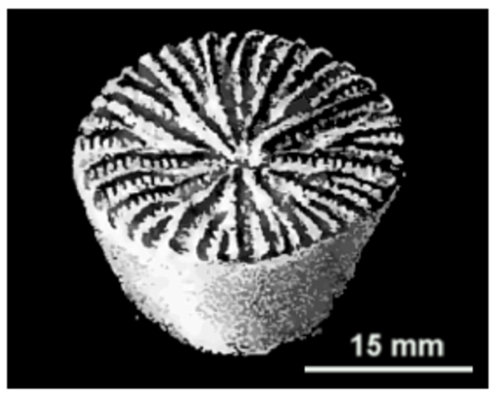 Stelloria sulcata (Michelin, 1846), image of syntype as presented in Michelin (1846, pl. 50, fig. 5a)