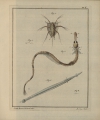 Crustacea (crustaceans)