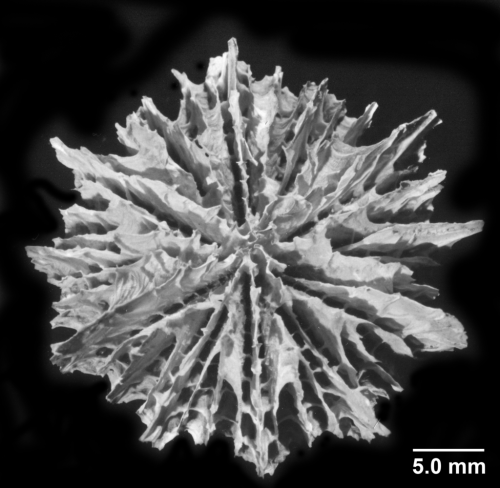 Fungiacyathus marenzelleri, oblique calicular view of costae