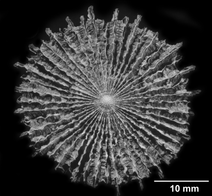 Fungiacyathus (Bathyactis) marenzelleri, basal view of costae