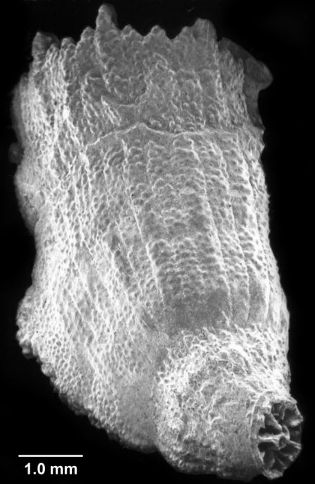 Premocyathus compressus, side view showing thecal crest on convex edge. Premocyathus compressus, side view showing thecal crest on convex edge.