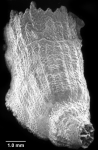 Premocyathus compressus, side view showing thecal crest on convex edge.