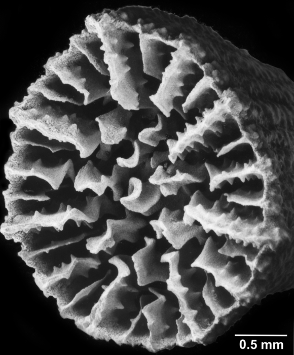 Premocyathus compressus, calice of specimen with 7 pali Premocyathus compressus, calice of specimen with 7 pali