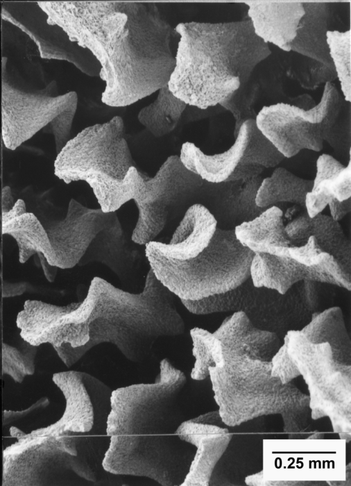 Premocyathus compressus, calice of specimen with 7 pali Premocyathus compressus, calice of specimen with 7 pali