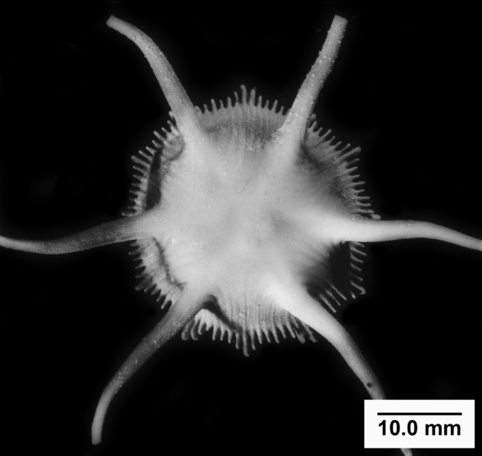 Stephanocyathus (Acinocyathus) spiniger, basal view