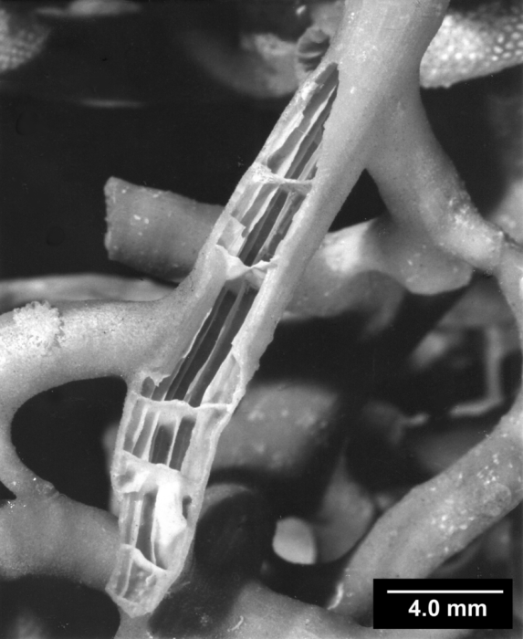 Goniocorella dumosa, fractured branch revealing tabular endothecal dissepiments