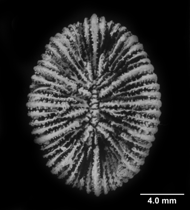 Cyathotrochus pileus, calicular view Cyathotrochus pileus, calicular view