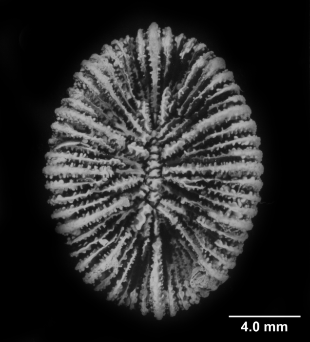 Cyathotrochus pileus, calicular view