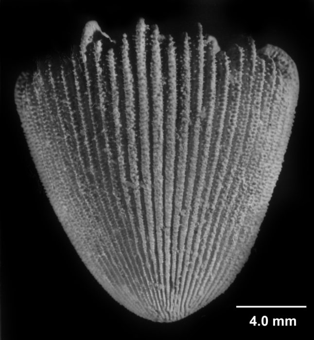 Cyathotrochus pileus, side view Cyathotrochus pileus, side view