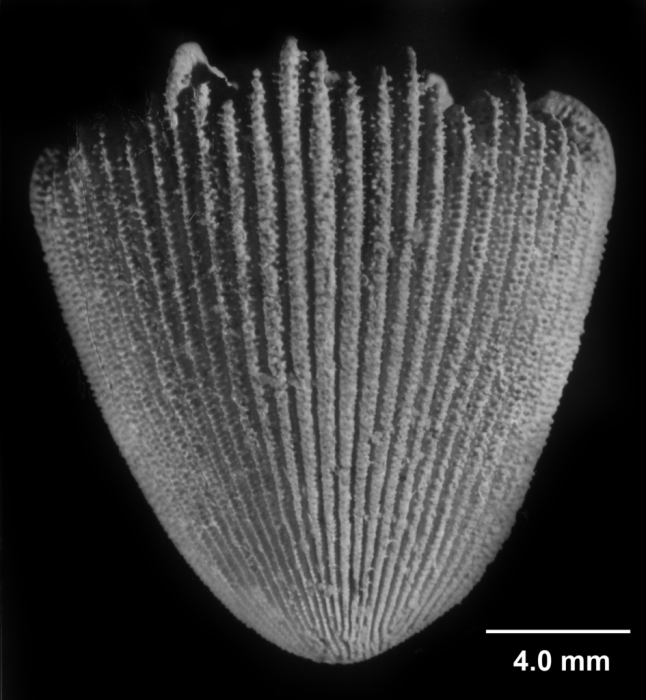 Cyathotrochus pileus, side view