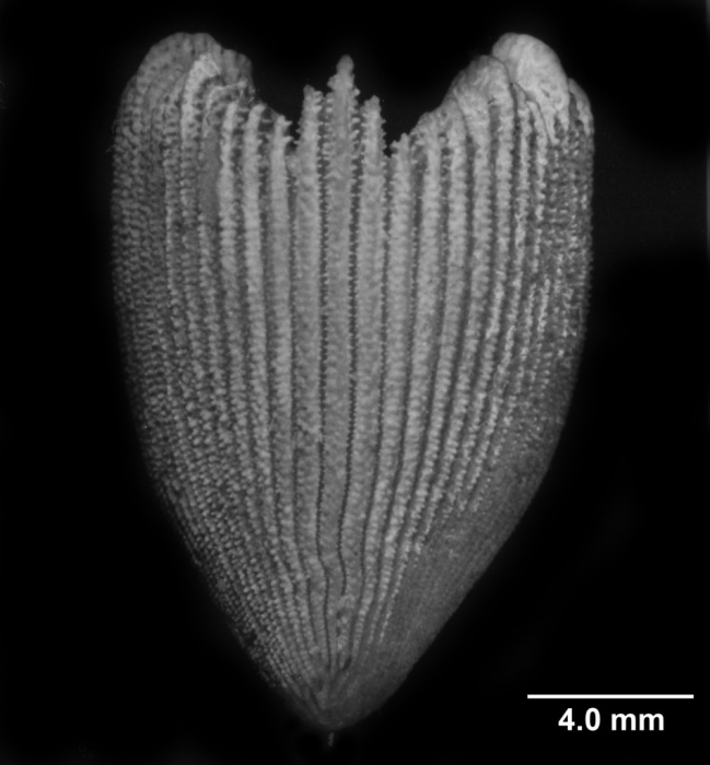 Cyathotrochus pileus, edge view Cyathotrochus pileus, edge view