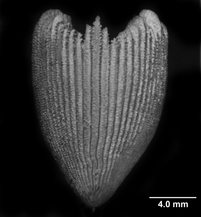 Cyathotrochus pileus, edge view