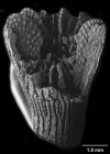 Thrypticotrochus multilobatus, fractured corallum revealing multiple paliform lobes.