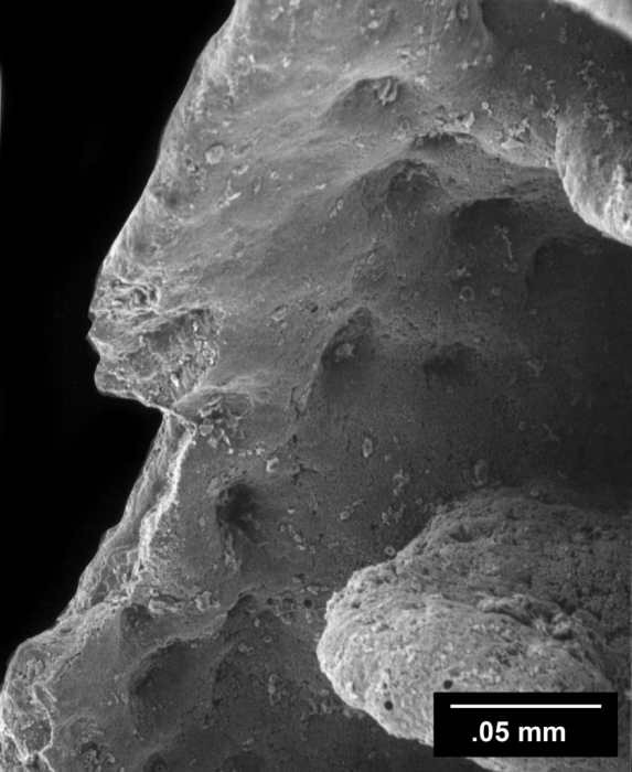Temnotrochus kermadecensis, view of thecal pore indentations from within calice.