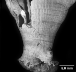 Gardineria hawaiiensis, large specimen with massive pedicel.