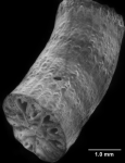 Falcatoflabellum raoulensis, side of corallum