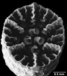Falcatoflabellum raoulensis, calice of hexamerally symmetrical specimen
