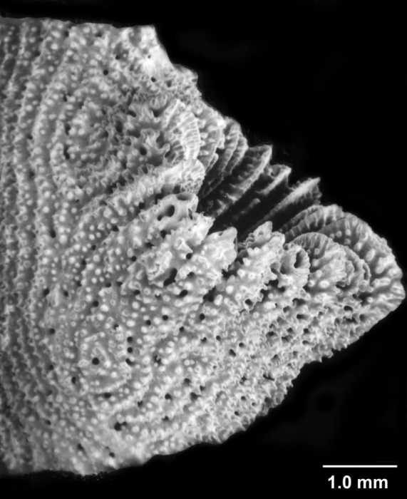 Enallopsammia rostrata, side view of a rostrate corallite.