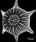 Bourneotrochus stellulatus, oblique calicular view
