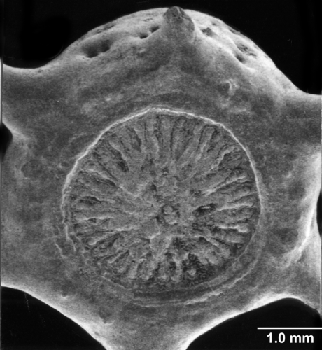 Bourneotrochus stellulatus, basal scar on anthocyathus resulting from transverse division