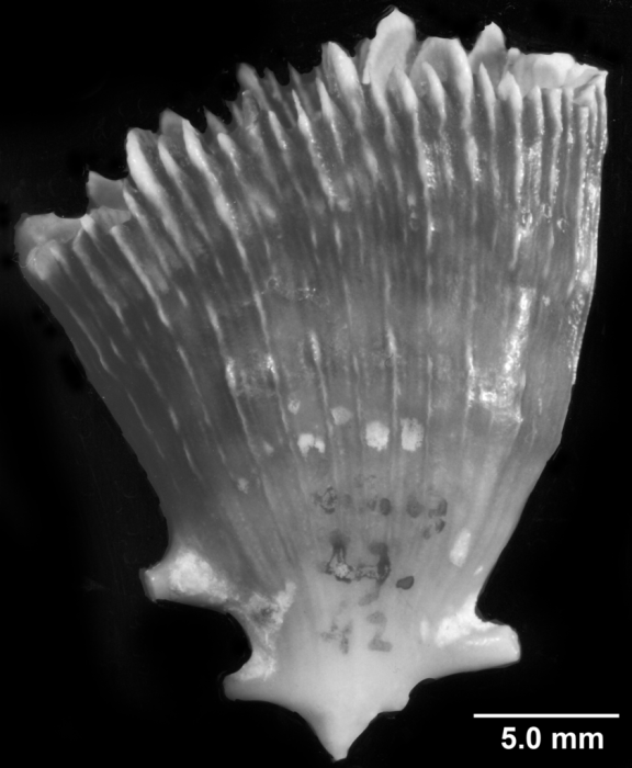 Acanthocyathus grayi, side view