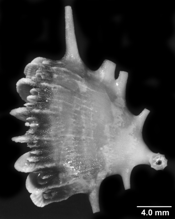 Acanthocyathus grayi, side view showing edge spines