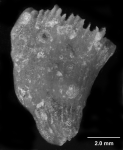 Premocyathus dentiformis, side view